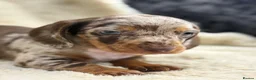 Miniature Dachshund dogs for sale: Beautiful dachshund puppies  - Advert 25