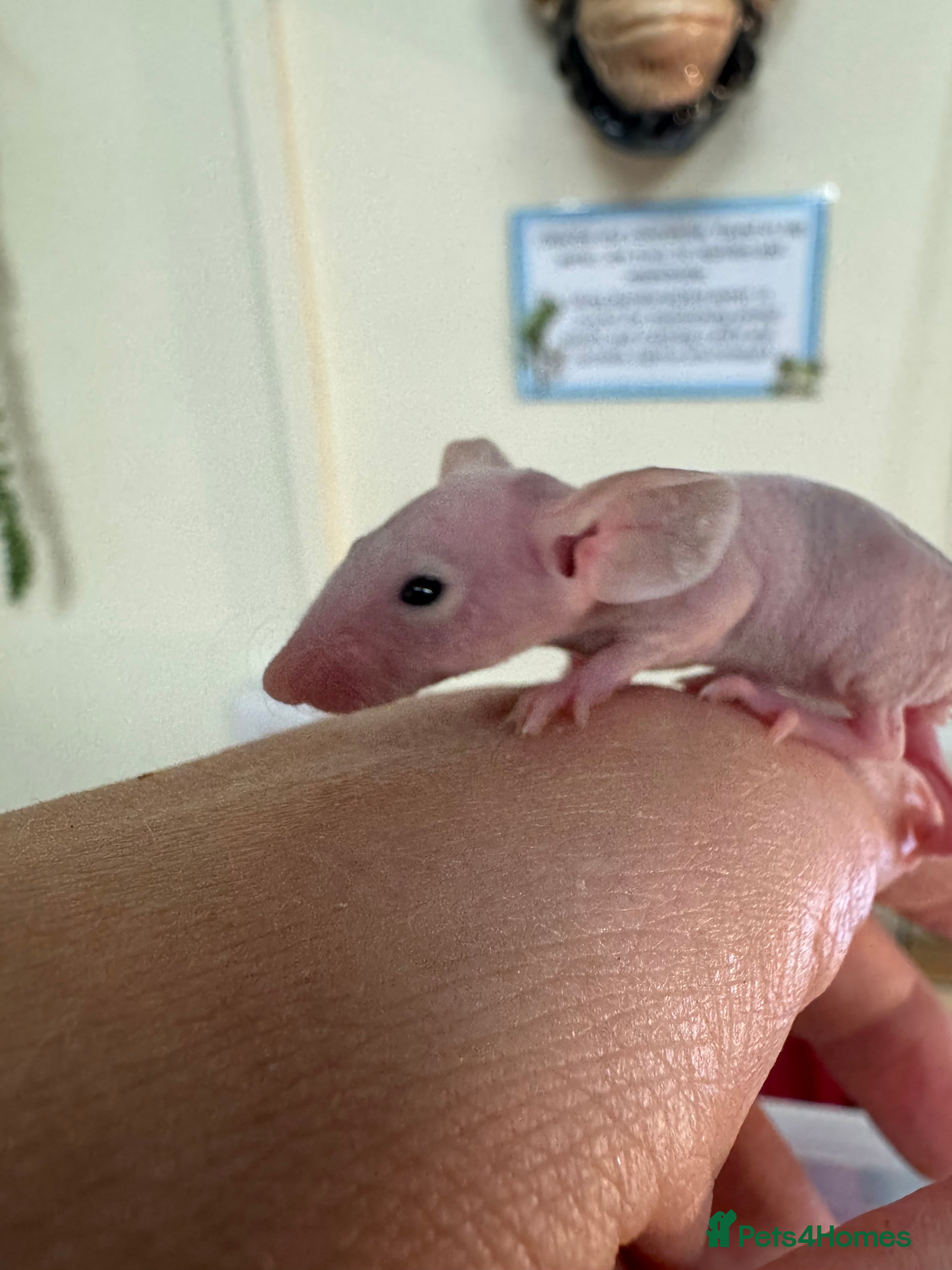 Mouse rodents Naked mice for sale  - Advert 1