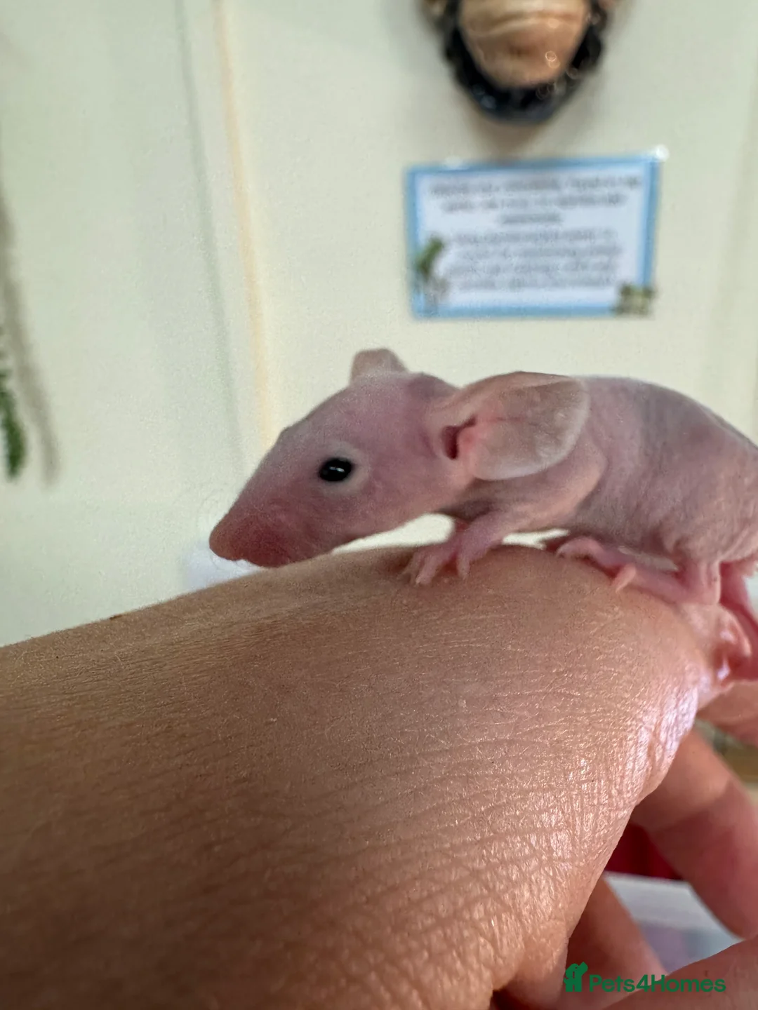 Mouse rodents for sale: Naked mice for sale  - Advert 1