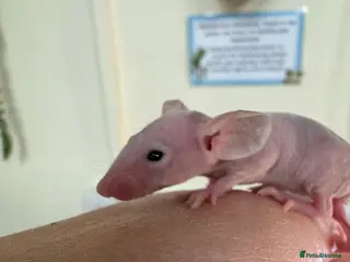 Mouse rodents Naked mice for sale - Advert 1