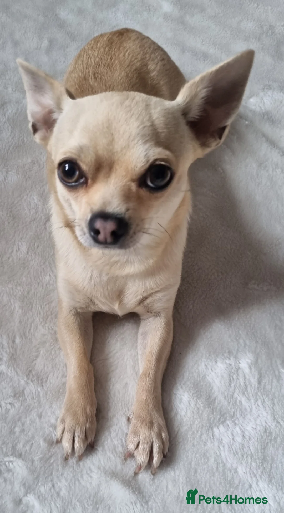 Chorkie dogs for sale: Chorkie puppies - Advert 10