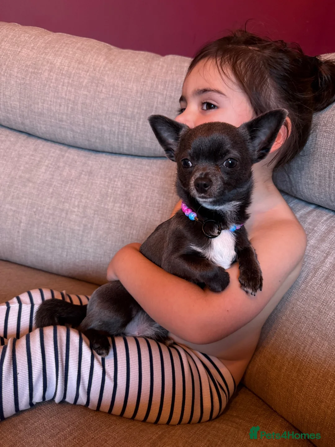 Chihuahua dogs for sale: Tiny  **  blue chihuahua female  - Advert 13