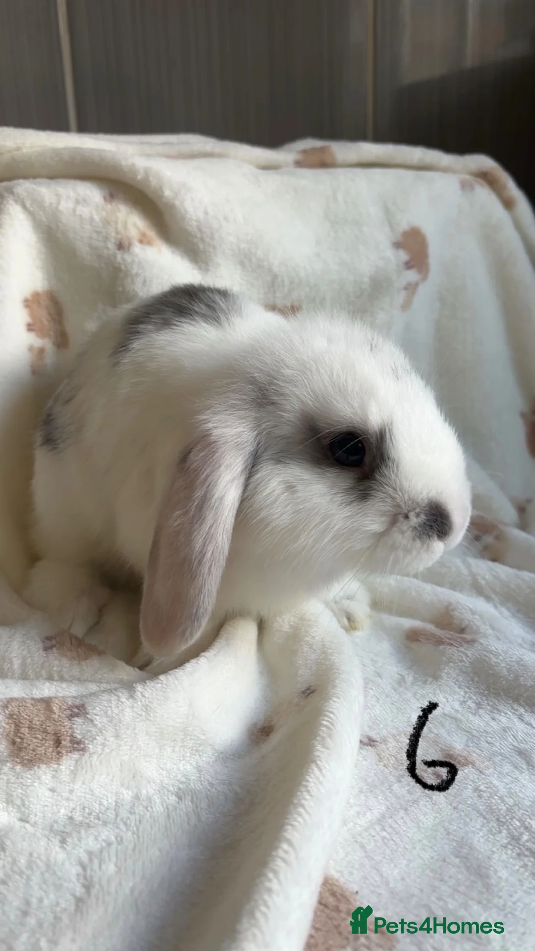 Mini Lop rabbits for sale: Female mini lops - Advert 6