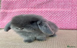 Mini Lop rabbits for sale: Beautiful mini lop kits  - Image 14