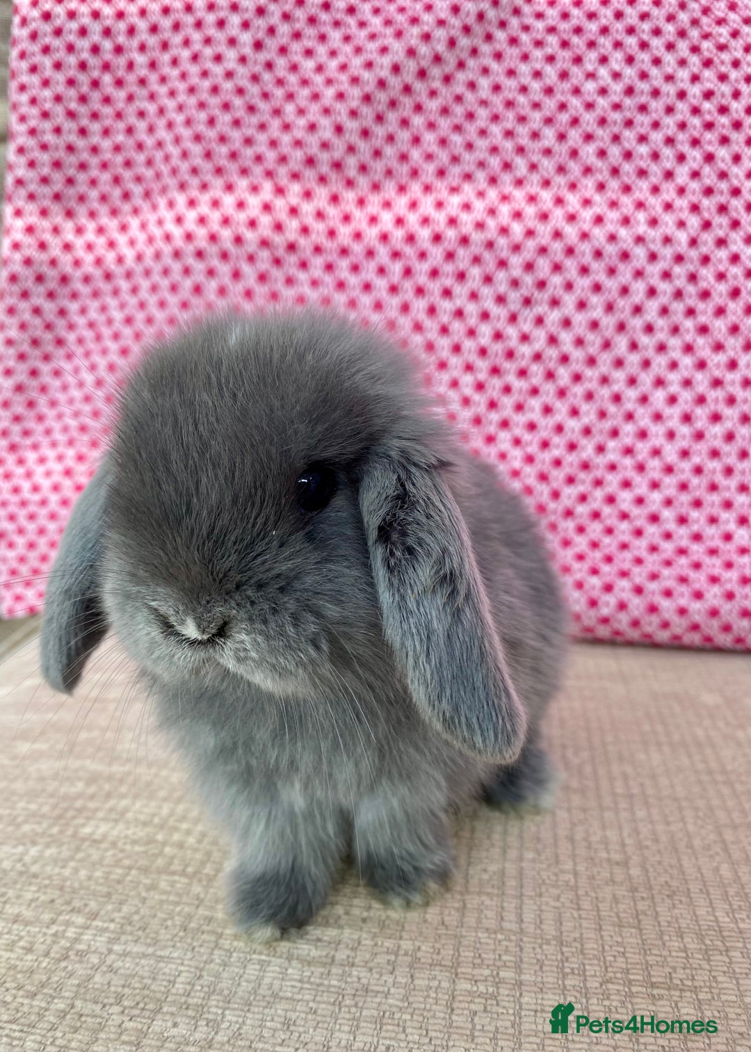 Mini Lop rabbits for sale: Beautiful mini lop kits  - Image 14
