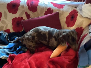 Dachshund dogs ๐ถ๐ Meet Clyde ! He needs a confident Loving Home - Advert 3