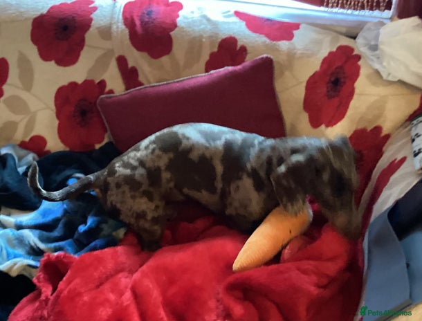 Dachshund dogs 🐶💛 Meet Clyde ! He needs a confident Loving Home - Advert 1