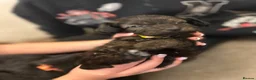 Mixed Breed dogs for sale: Doxiepoo - Advert 2