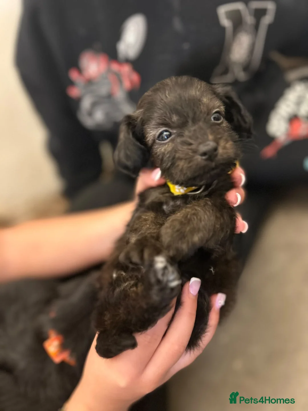 Mixed Breed dogs for sale: Doxiepoo - Advert 2