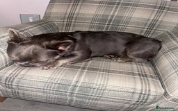 French Bulldog dogs for sale: MALE FRENCHIE LOOKING FOR NEW HOME - Image 2