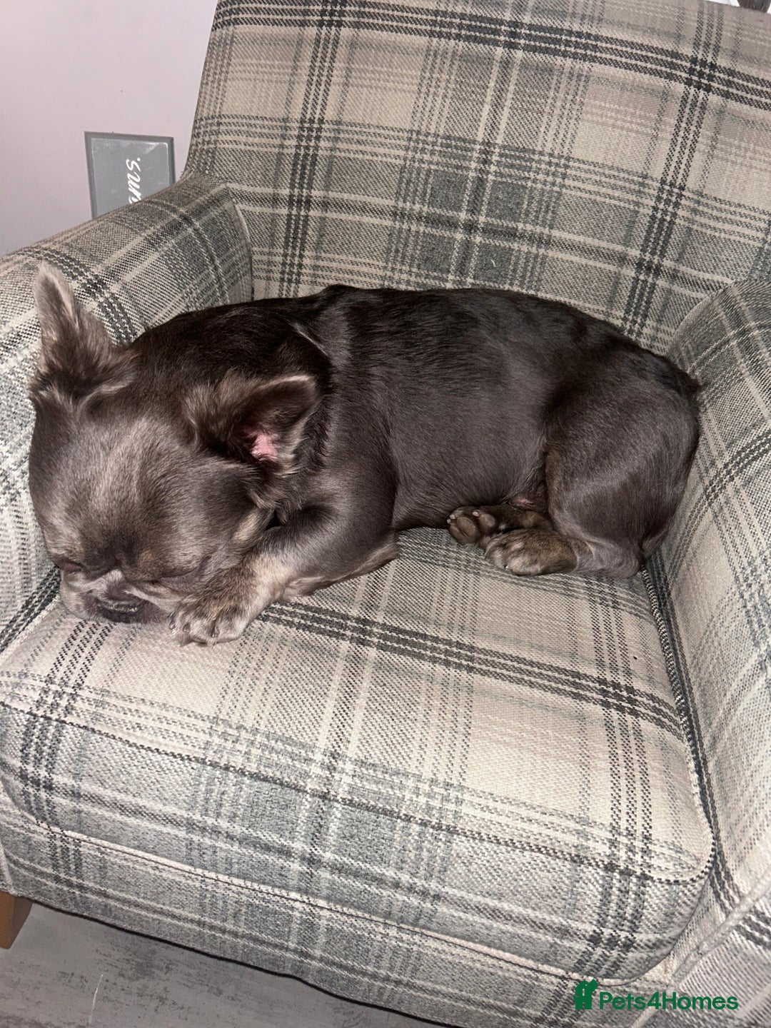 French Bulldog dogs for sale: MALE FRENCHIE LOOKING FOR NEW HOME - Image 2