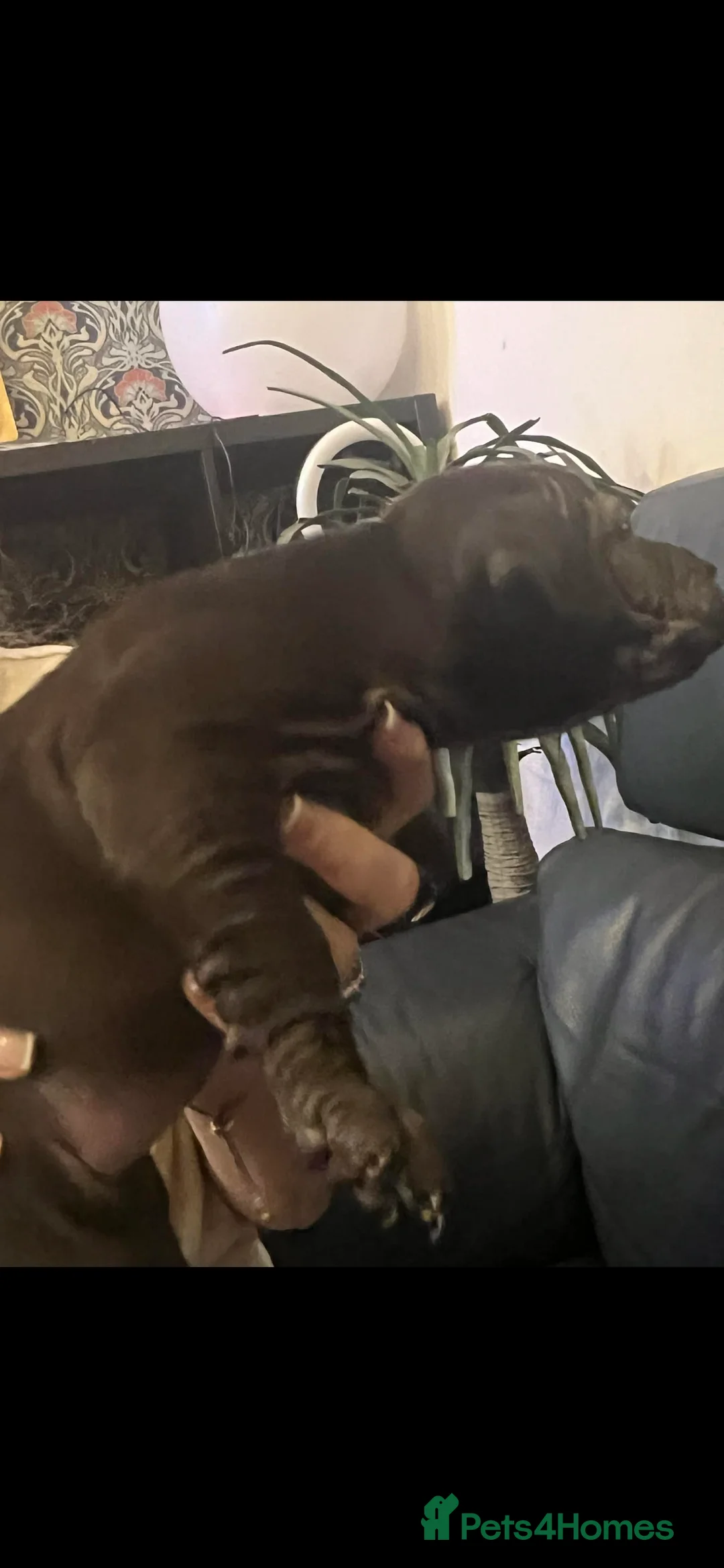 Mixed Breed dogs for sale: Shar pei x pocket bully - Advert 7