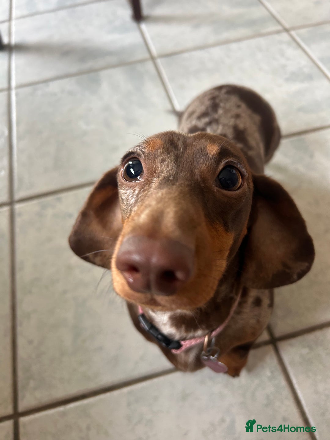 Miniature Dachshund dogs for sale: KC registered boy - Advert 5