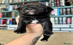 Staffordshire Bull Terrier dogs for sale: Pedigree Staffordshire Bull Terrier Puppies - Image 22