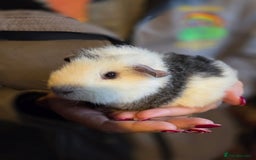 Guinea Pig rodents for sale: Baby guinea pigs - Image 8