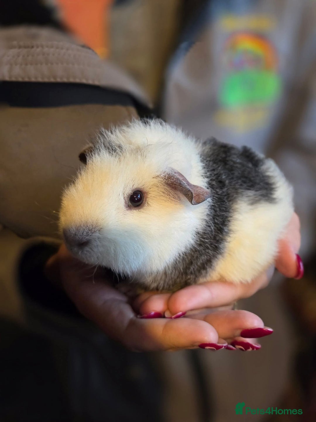 Guinea Pig rodents for sale: Baby guinea pigs - Image 8