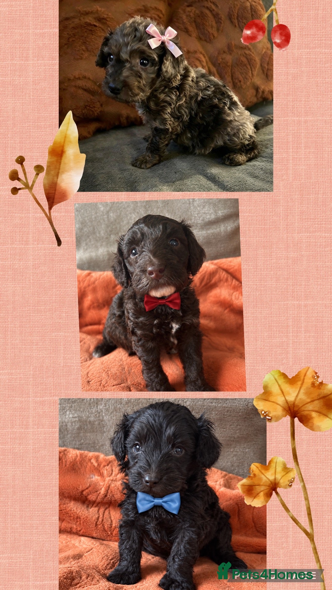 Cockapoo dogs F1b Toy cockapoo , chocolate and chocolate Merle  - Advert 6