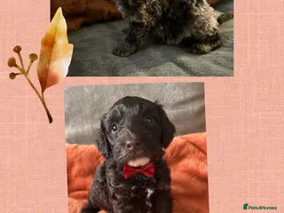 Cockapoo dogs F1b Toy cockapoo , chocolate and chocolate Merle - Advert 6