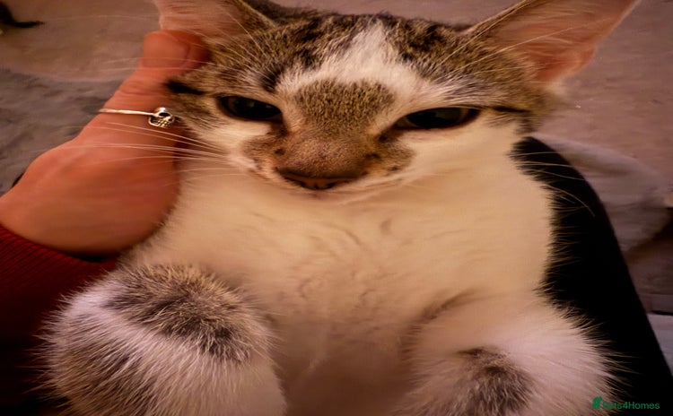 Oriental cats - Advert 4