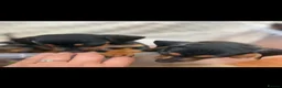 Jackshund dogs for sale: Jackshund Puppies 🐶 - Advert 3