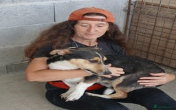 Mixed Breed dogs for adoption: Walter, 3 yrs old. Available for adoption. - Image 8