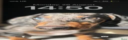 Dachshund dogs for stud: Black & Grey Standard Dachshund Stud Blue&GreenEye in London - Advert 2