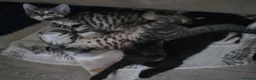 Mixed Breed cats for sale: Beautiful kittens ready for new homes - Advert 25