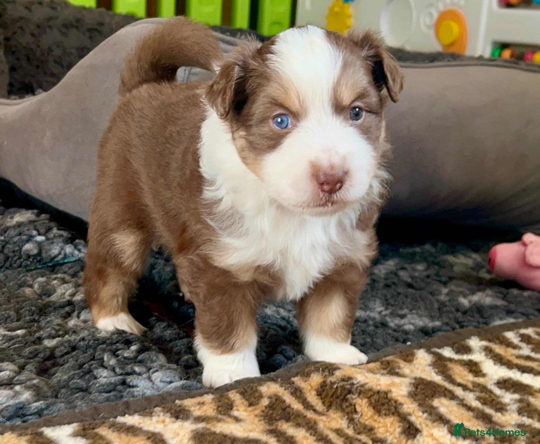 Australian Shepherd dogs for sale: Quality Mini Aussie (MAS) Rare Show Lines KC reg  - Advert 1