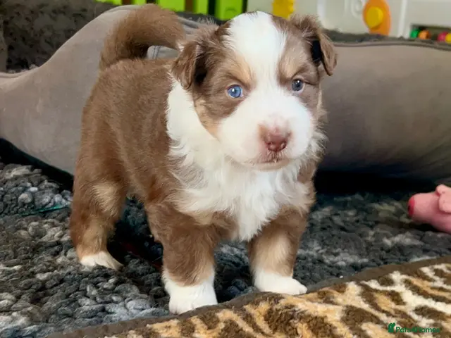 Australian Shepherd dogs for sale: Quality Mini Aussie (MAS) Rare Show Lines KC reg - Advert 1