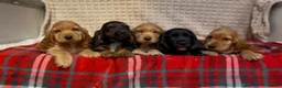 Cocker Spaniel dogs for sale: STUNNING COCKER SPANIEL PUPPIES  - Advert 7