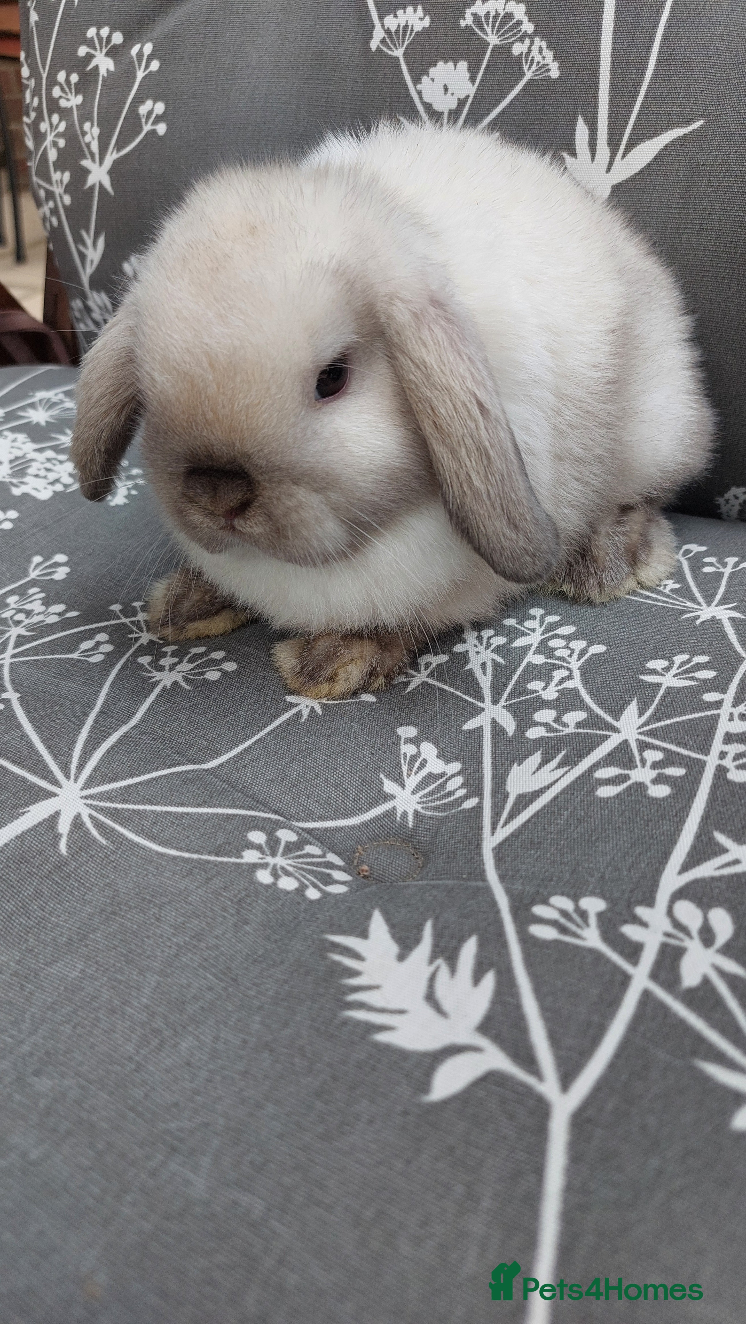 Mini Lop rabbits Mini lop female baby rabbit - Advert 20