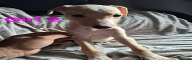 Lurcher 4