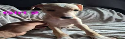 Lurcher dogs for sale: Saluki Whippit Deerhoud greyhounds - Working lines in Newcastle upon Tyne - Advert 3