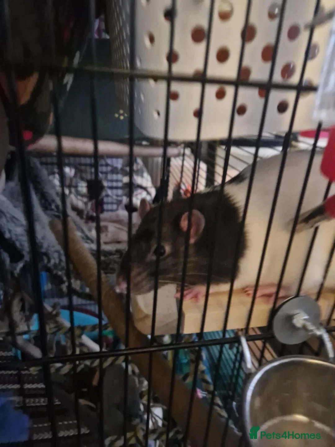 Rat rodents for sale: 1 Black and white, male fancy rat for sale in Caerphilly - Advert 9