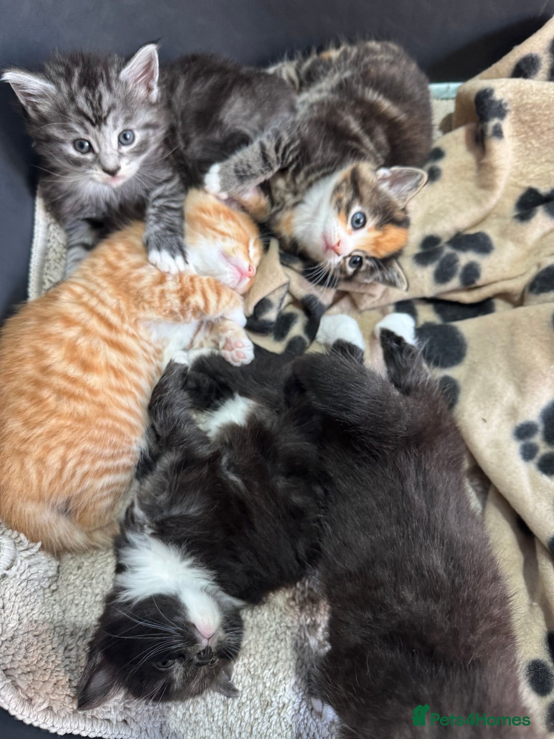 Maine Coon cats for sale: 5 beautiful kittens  - Image 10