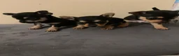 Chorkie dogs for sale: 3 Small beautiful Chorkie pups  - Advert 5