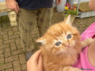 Mixed Breed cats 1 female rare ginger kitten & 1 female tabby - Advert 8