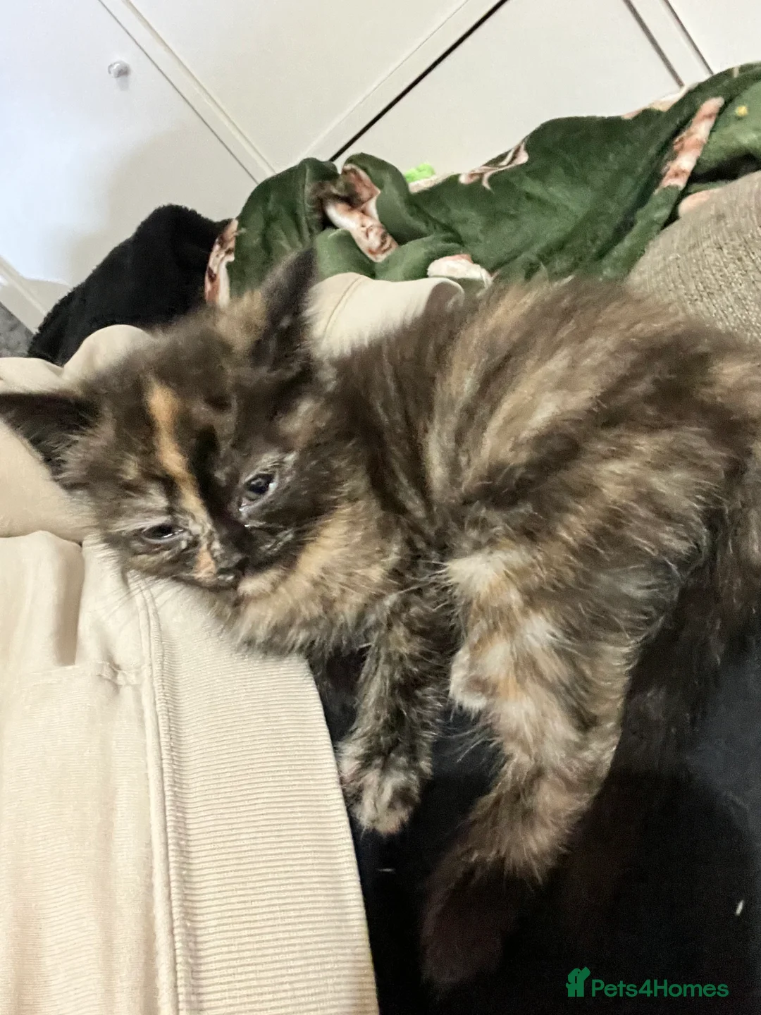 Mixed Breed cats for sale: 4 half ragdoll kittens  - Advert 4