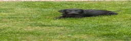 Labrador Retriever dogs for sale: Black Labradors  in Aberdeen - Advert 3