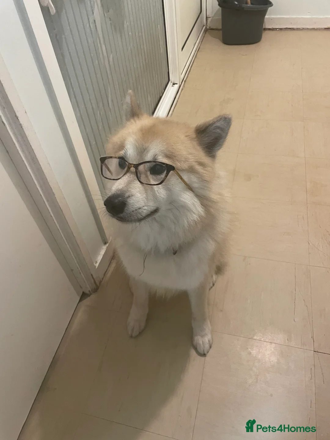 Pomsky dogs for sale: Loving pomsky looking for new forever home  - Advert 4