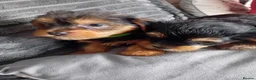 Yorkshire Terrier dogs for sale: YORKSHIRE TERRIER BOY PUPPIES READY NOW in Southampton - Advert 17