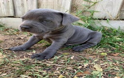 Staffordshire Bull Terrier dogs for sale: Blue Staffordshire Bull Terrier Puppies - Image 1