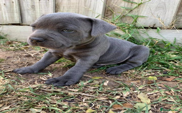 Staffordshire Bull Terrier dogs - Advert 2