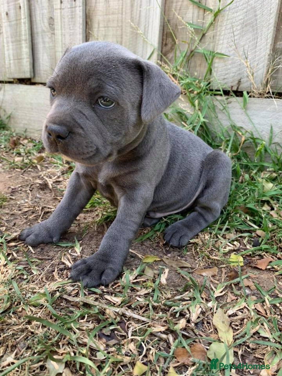Staffordshire Bull Terrier dogs for sale: Blue Staffordshire Bull Terrier Puppies - Image 1