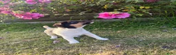 Jack Russell dogs for sale: The cutest girl puppies  - Advert 5