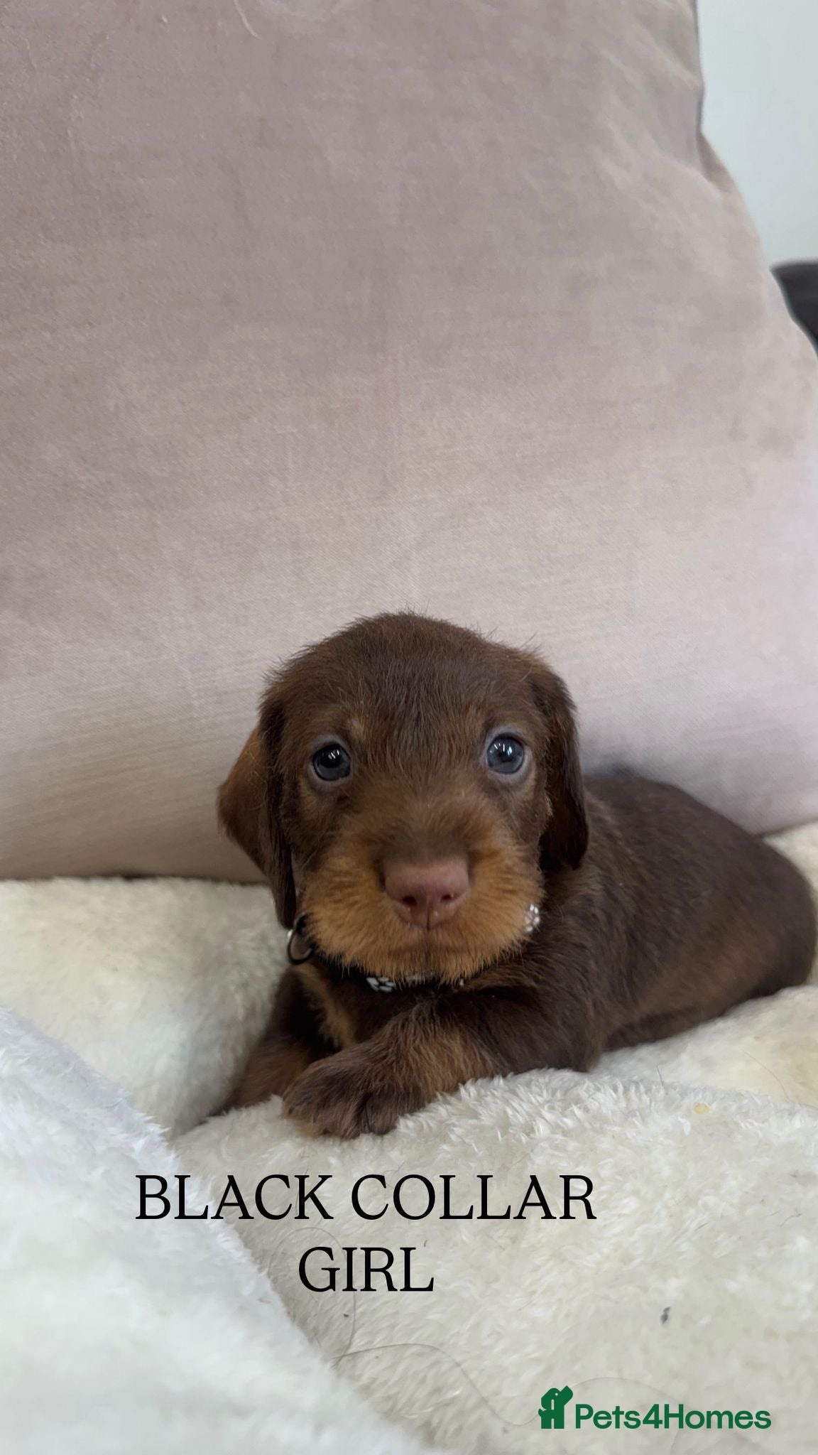 Dachshund dogs wirehaired dachshund teckels - Advert 2