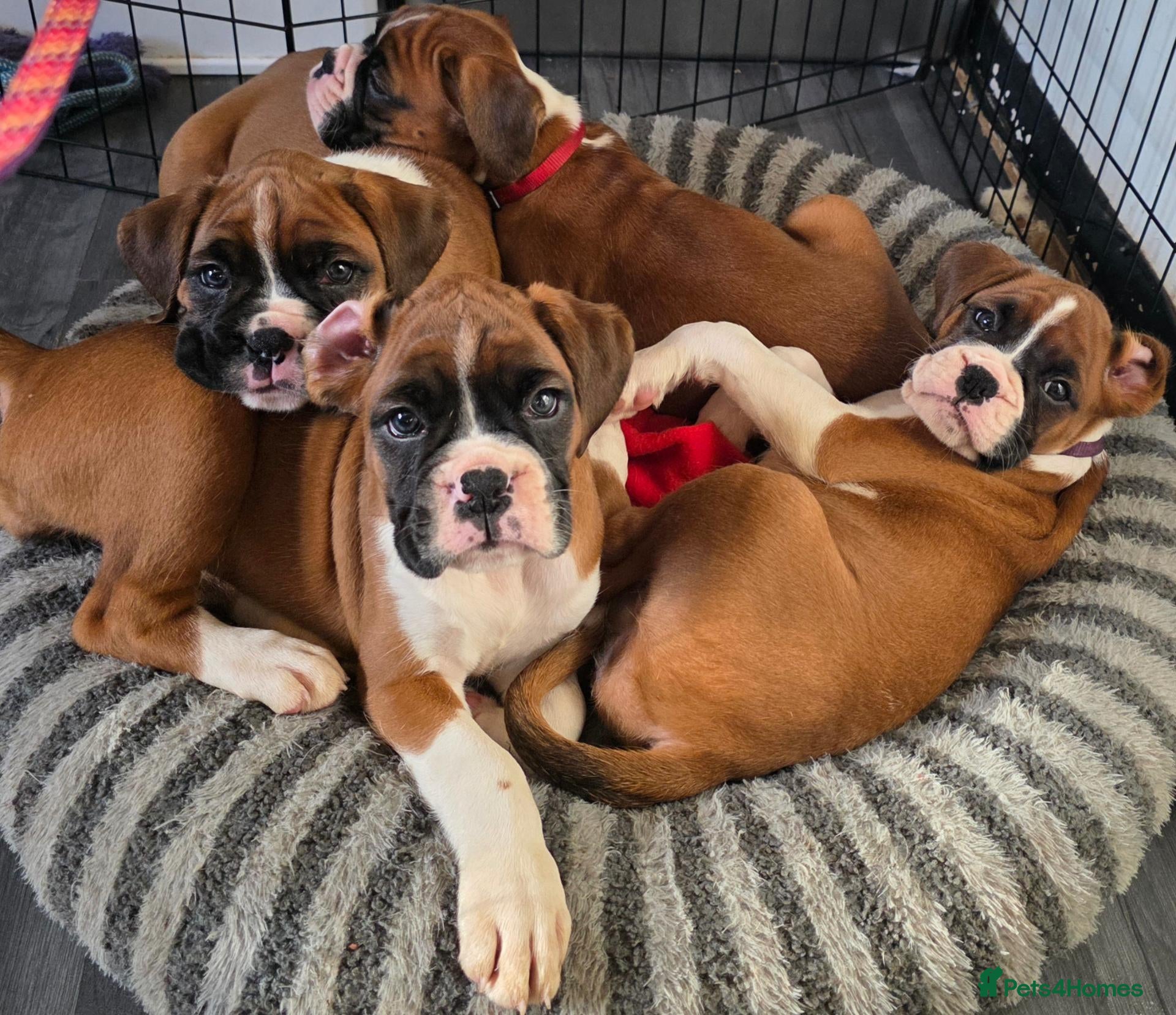 Boxer dogs Beautiful Red & White, chunky boxer puppies - Advert 2