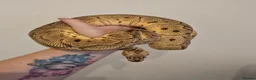 Python Snake reptiles for sale: Royal/ball pythons young to adult - Advert 7