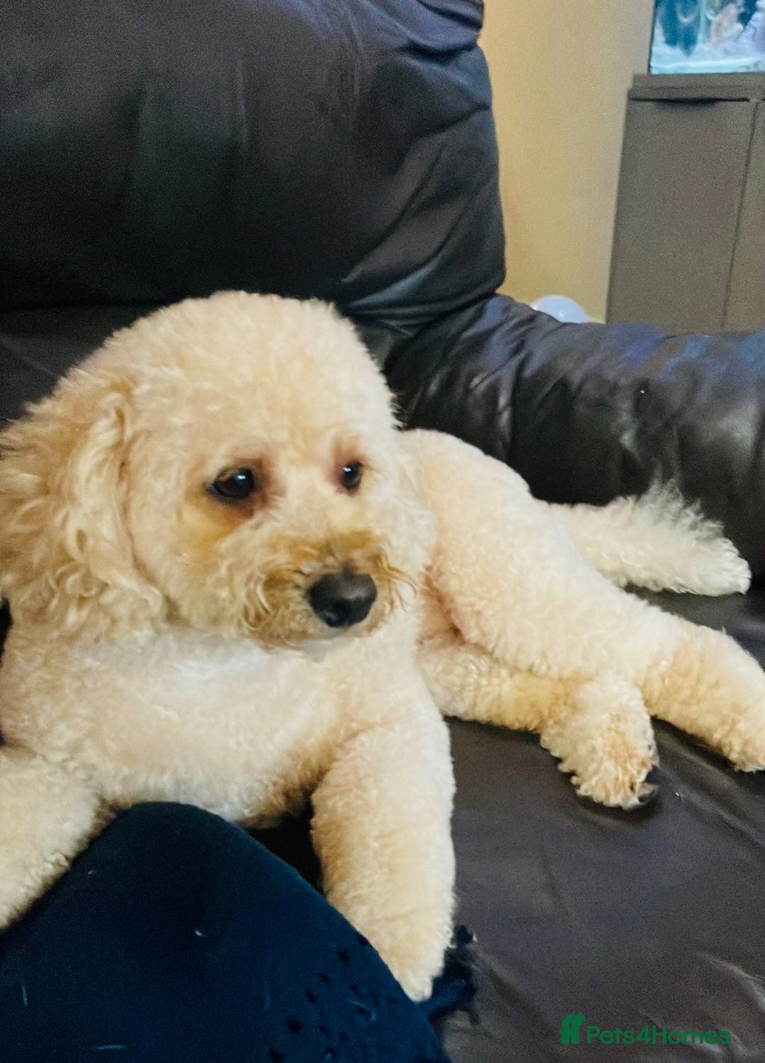 Cockapoo dogs for sale: Beautiful cockapoos  - Advert 2