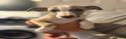 Whippet dogs for sale: KC registered Whippets health tested parents - Advert 23